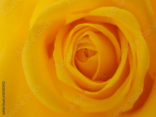 Yellow rose blossom, flower macro wallpaper