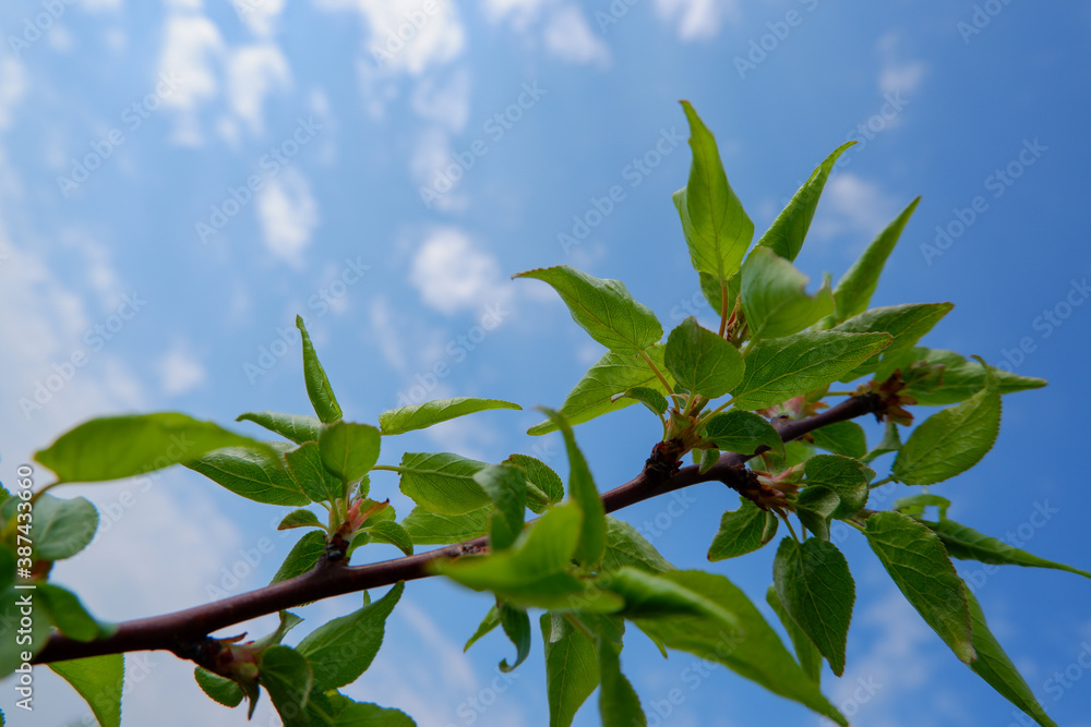 Up view on tree and clouds on blue sky Up view on tree and clouds on blue sky