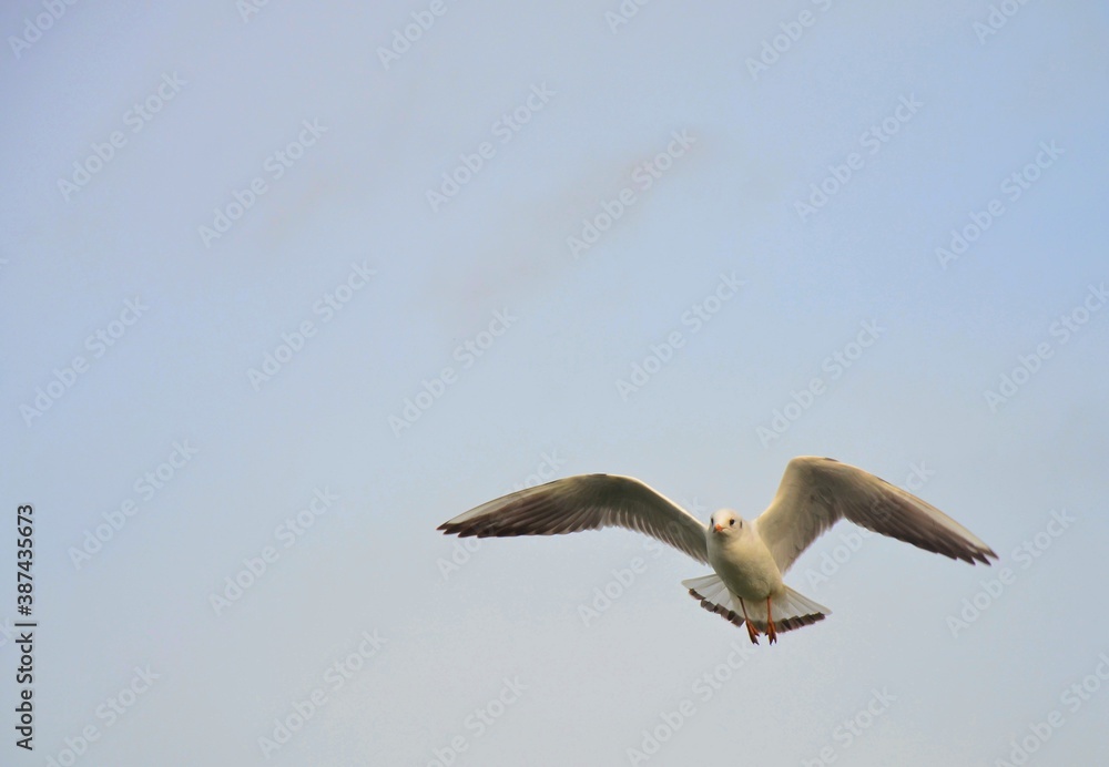 Möwe am strand von Koserow Insel Usedom Möwe am strand von Koserow Insel Usedom