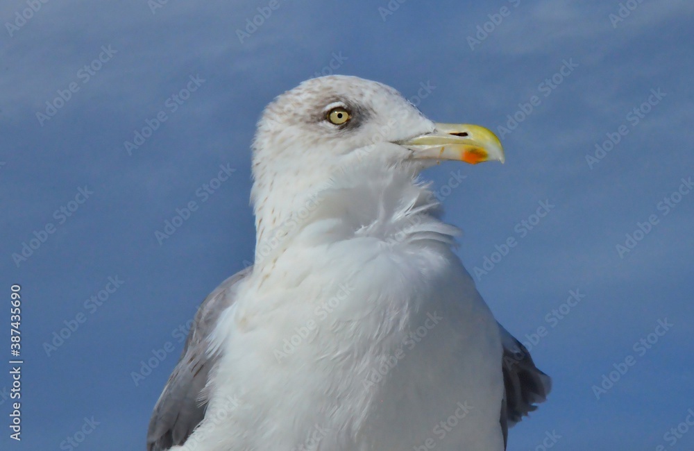 Silbermöwe am Strand von Koserow Insel Usedom 