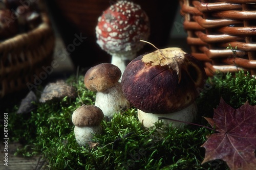 Still life with mushrooms in moss