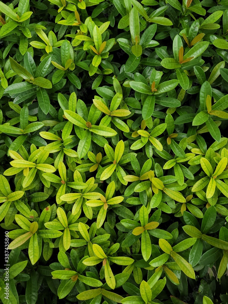 Obraz premium green leaves background