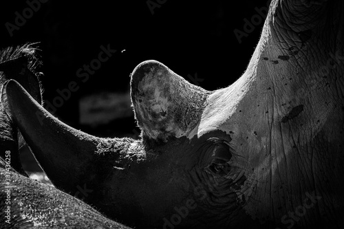 esemplare di rinoceronte bianco nel bioparco di roma photo