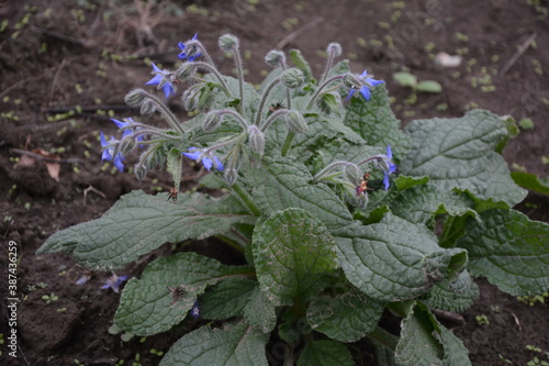 Borago officinalis: edible flowers bloom in the garden in summer photo