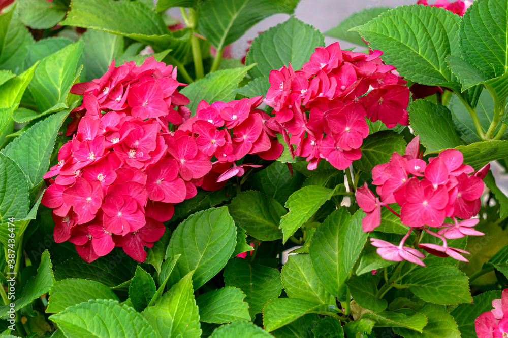 Beautiful pink hydrangea with inflorescences and green leaves. Beautiful pink hydrangea with inflorescences and green leaves.