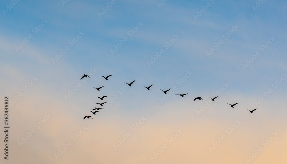Fly to the south in sunset - Canada geese 