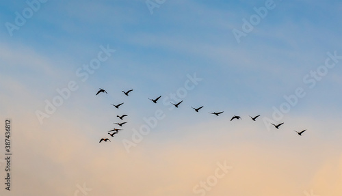 Fly to the south in sunset - Canada geese 