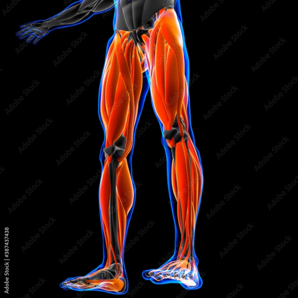 Leg Muscle Anatomy For Medical Concept 3D Illustration Leg Muscle Anatomy For Medical Concept 3D Illustration