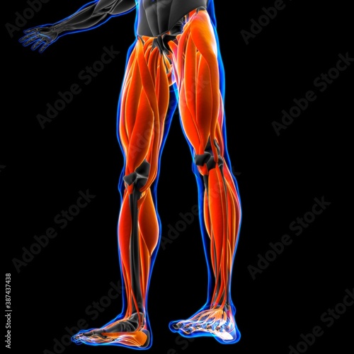 Leg Muscle Anatomy For Medical Concept 3D Illustration