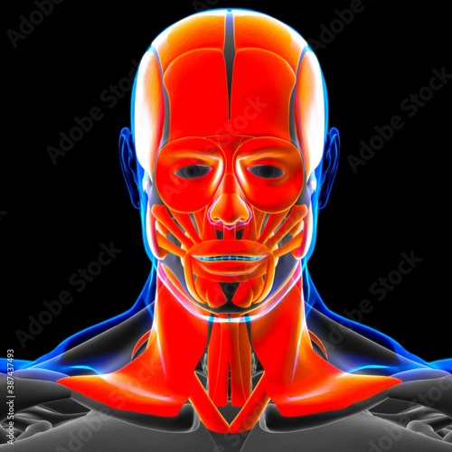 Head Muscle Anatomy For Medical Concept 3D Illustration
