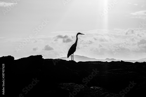 heron at sunset © victor