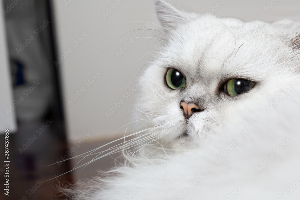 Close up of a comfortable Chinchilla Persian cat, silver shade, lies on one side and looking something with curious expression