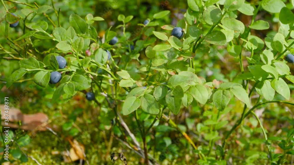 black berries of wild blueberry on branches in nature close-up camera in motion black berries of wild blueberry on branches in nature close-up camera in motion
