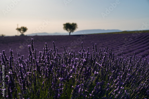 Lavender fields in South of France