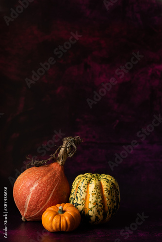 Orange Pumpkins & Squashes with burgundy background and space for copy photo