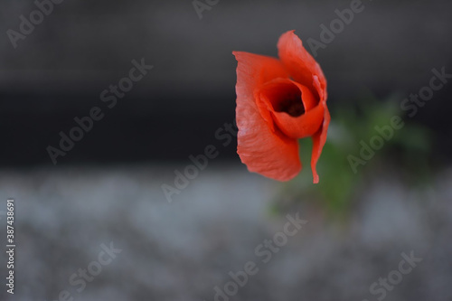 Photo of poppy bud on grey background photo