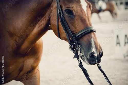 Nose of a sports horse in the bridle in the arena.. Horse muzzle close up.