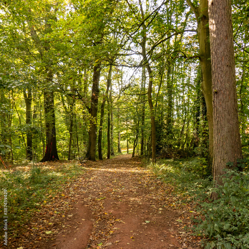 Fototapeta premium autumn in the park