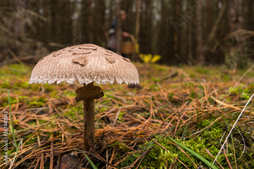 Forest mushroom Umbrella mushroom in the moss with a mushroom picker in the background. Macro close up in natural setting. Inspirational natural autumn landscape