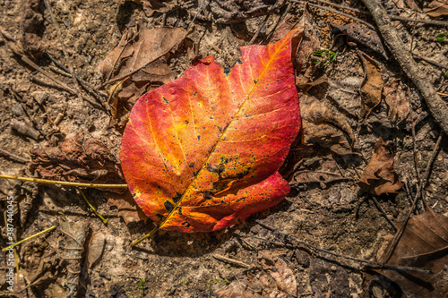 Colorful autumn leaf laying on the ground