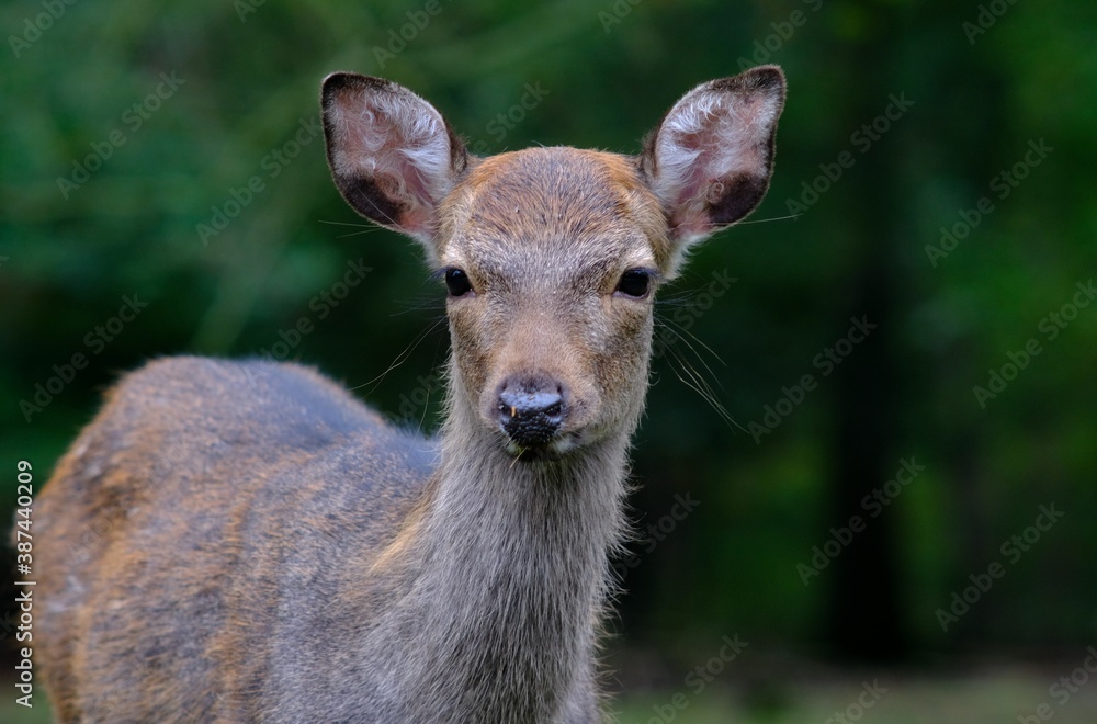 close up of a deer in the woods close up of a deer in the woods