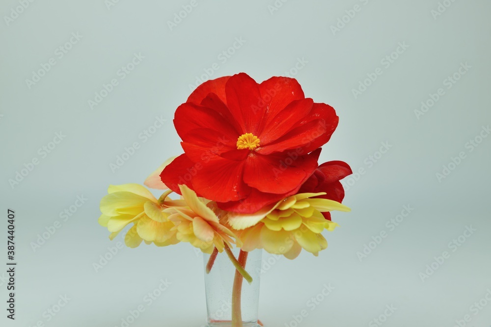 Beautiful big red begonia and yellow begonias in the glass. Focus is on the center of the red flower. Beautiful big red begonia and yellow begonias in the glass. Focus is on the center of the red flower.