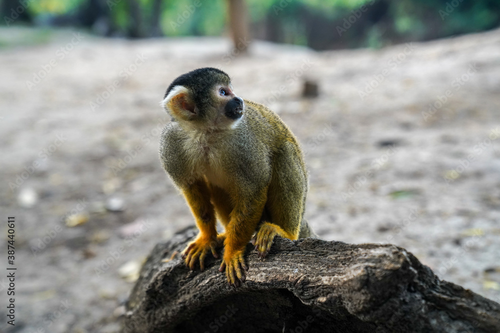 Fototapeta premium Monkey in the Amazonia