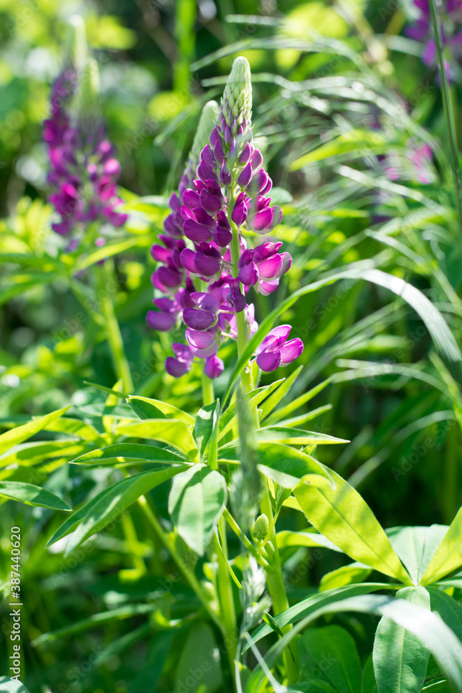 Beautiful summer flowers in the morning sun Beautiful summer flowers in the morning sun