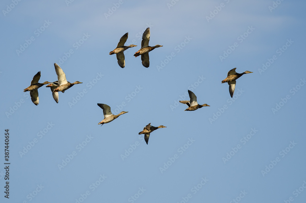 Flock of Mallard Ducks Flying in a Blue Sky