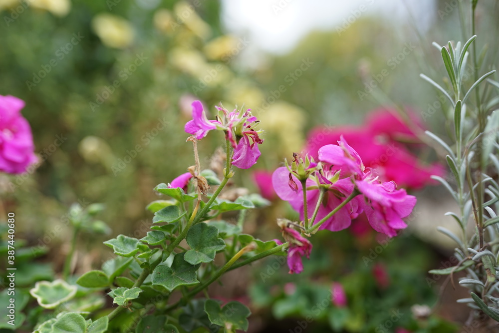 Blümchen in der Natur