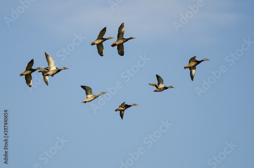 Flock of Mallard Ducks Flying in a Blue Sky © rck