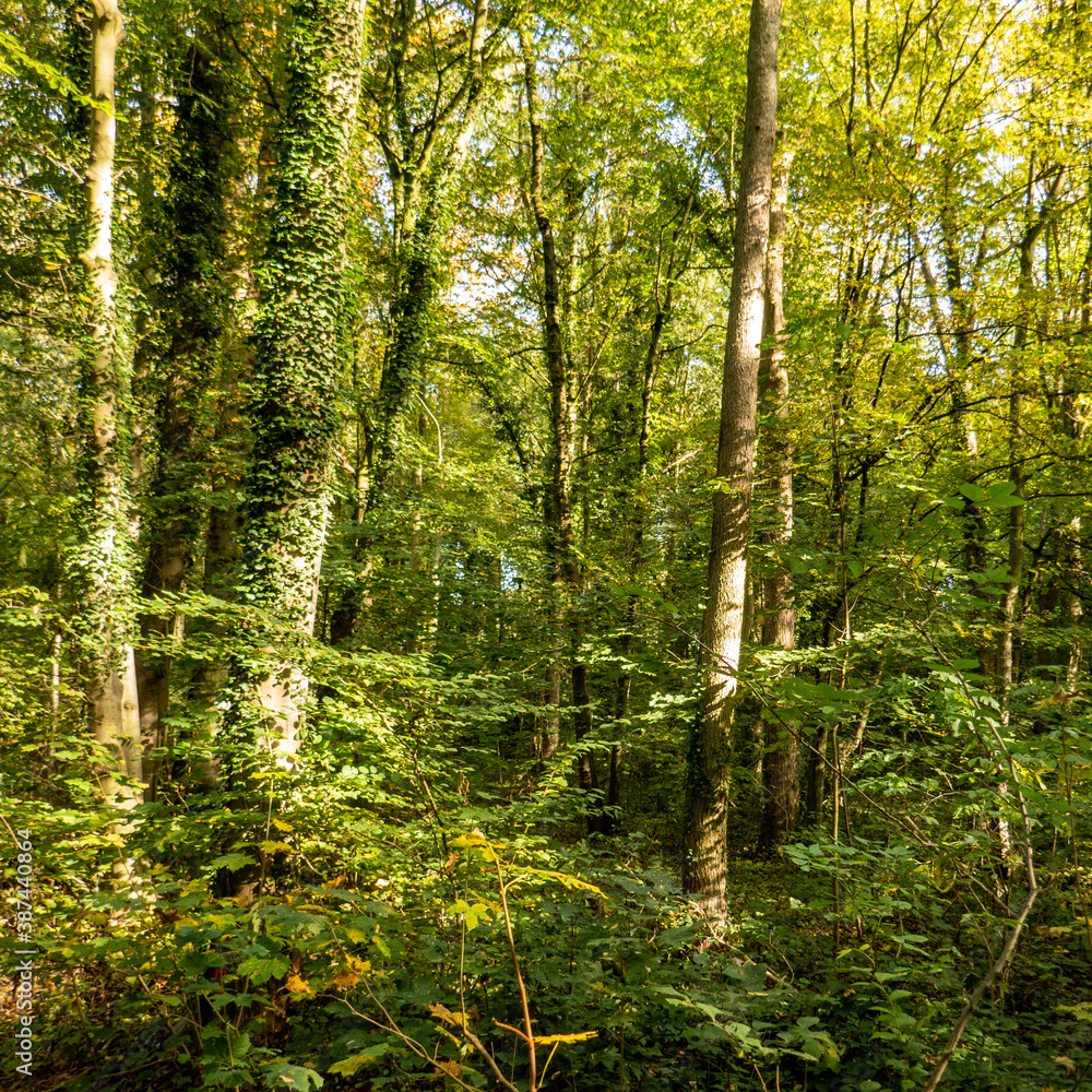 Fototapeta premium autumn in the park