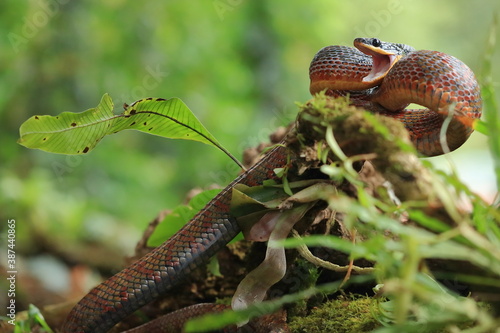 Puffing snake (Phrynonax poecilonotus)