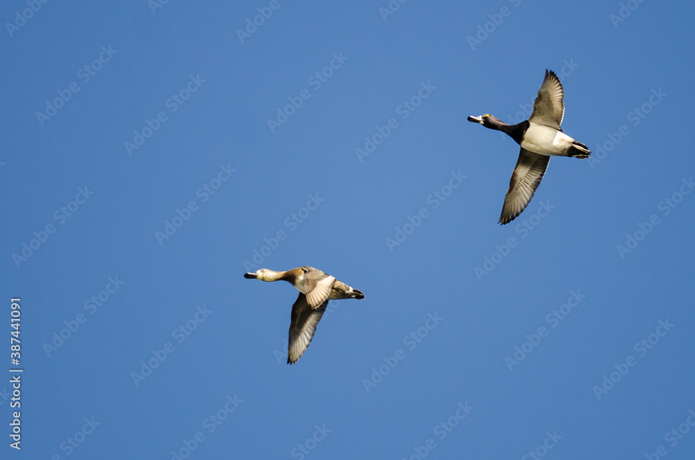 Fototapeta premium Pair of Ring-Necked Ducks Flying in a Blue Sky