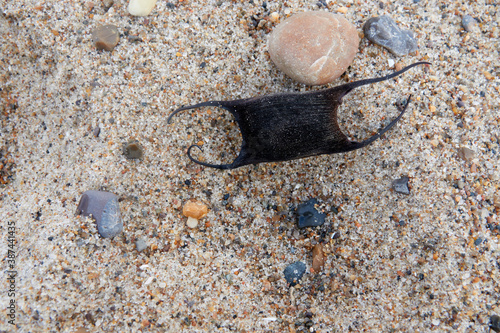 Εκτύπωση καμβά Top view of an egg of a cat shark in the sand.