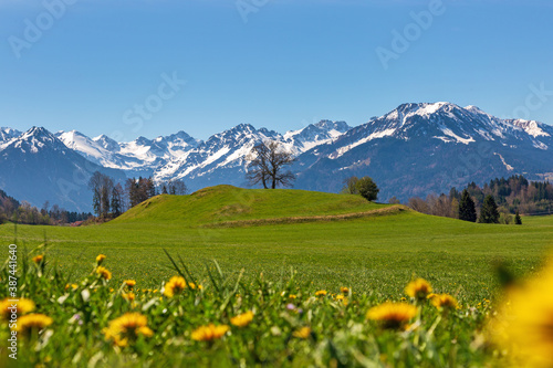 Allgäu - Frühling - Alpen - Löwenzahn - Berge © Dozey