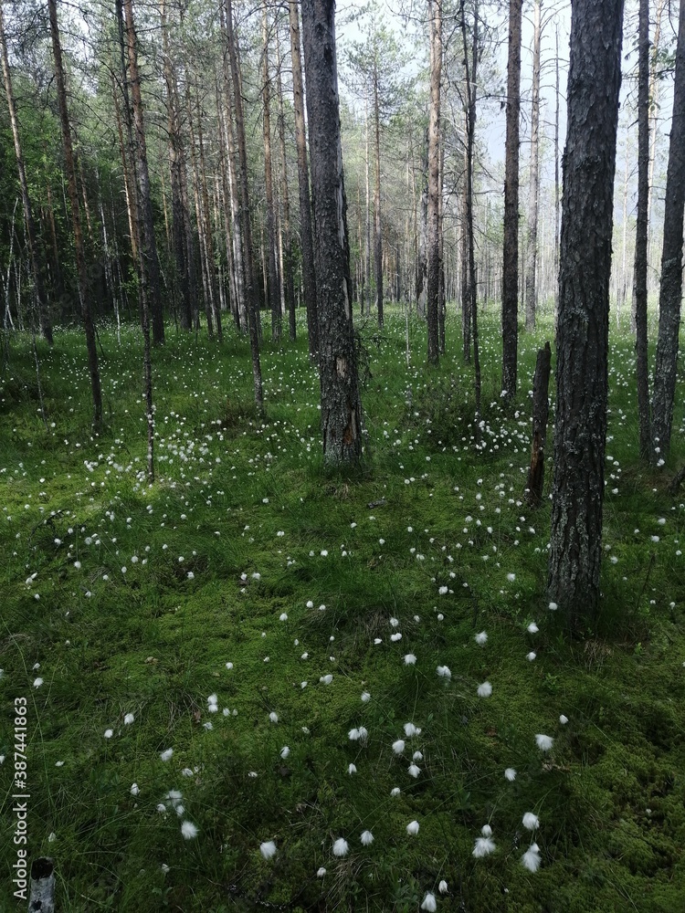 Fototapeta premium swamp and dandelion