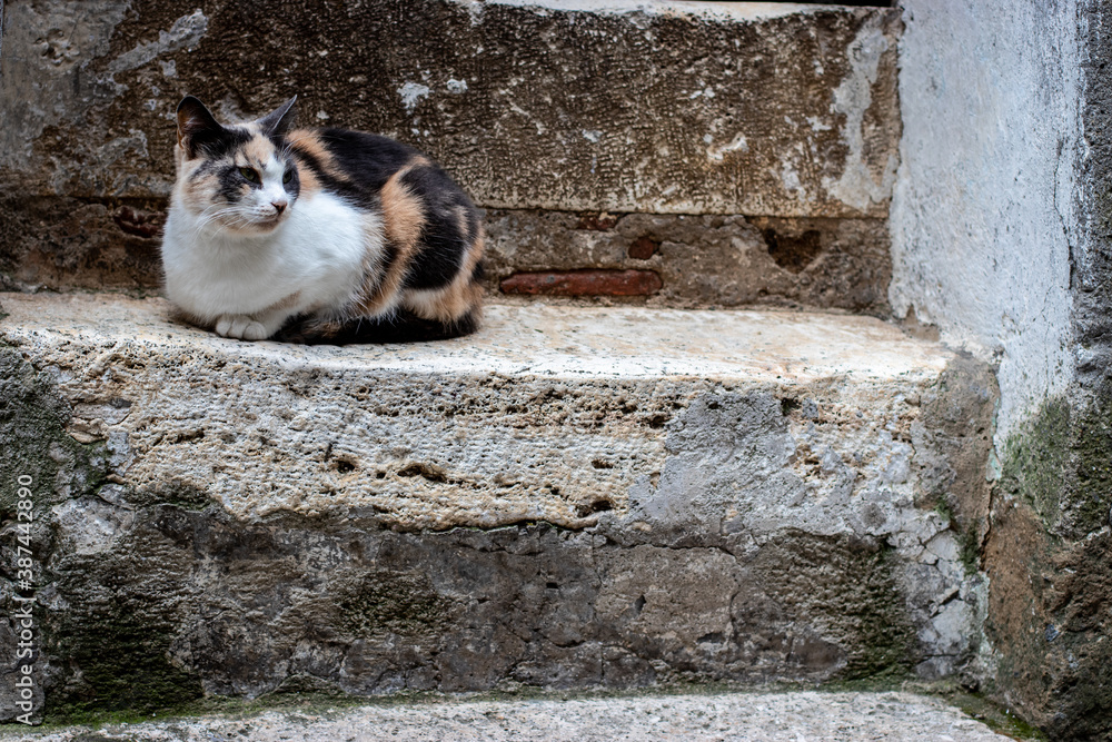 Cat of Rome on old building