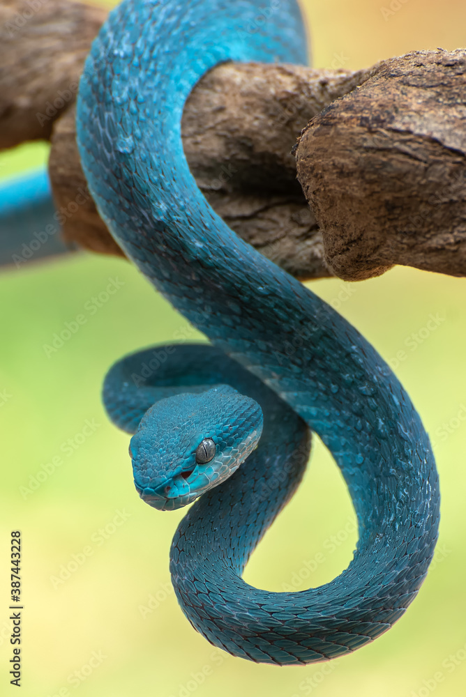 Obraz premium the white-lipped island pit viper (Trimeresurus insularis)
