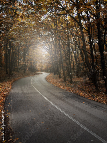 Autumn Fall Scene in Rainy Forest