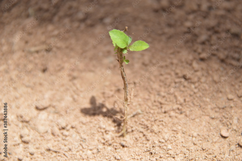 plant in the ground plant in the ground
