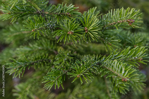 A branch of green fir tree close-up.