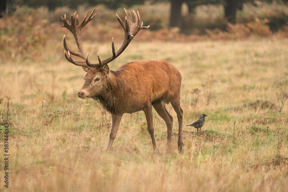 deer in the wild deer in the wild