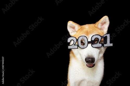Akita dog celebrating happy new year with 2021 sign glasses costume. Isolated on black background. © Sandra