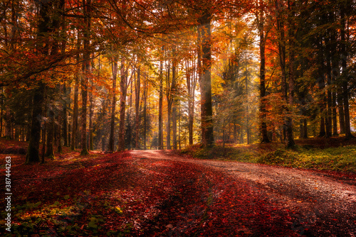 Autumn foliage at the Cansiglio forest, Veneto region photo