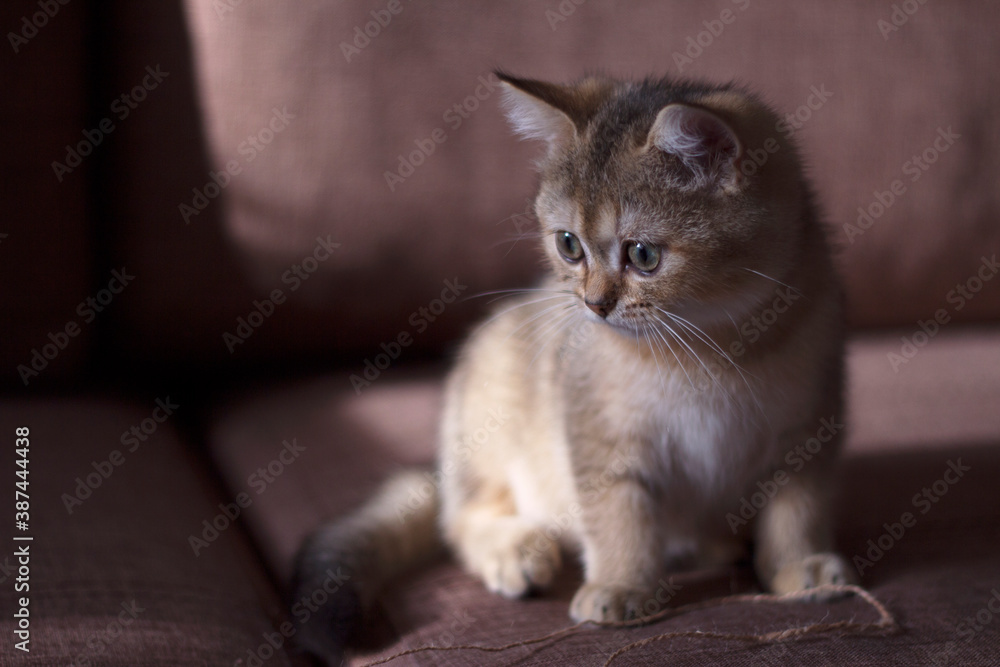 curious and interested little scottish kitten on the sofa at home curious and interested little scottish kitten on the sofa at home