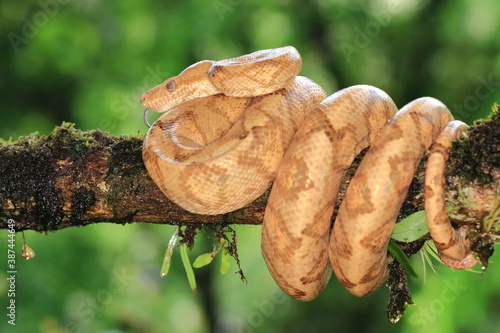 Amazon tree boa (Corallus annulatus) Costa Rica