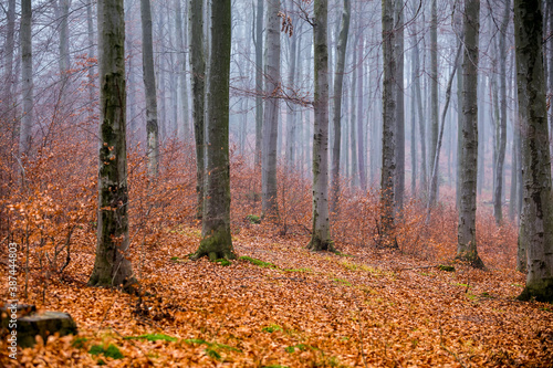Beech autumn forest
