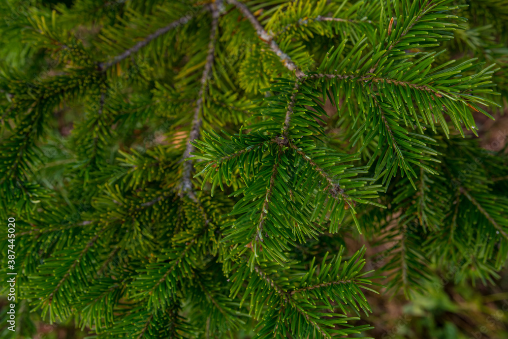 A branch of green fir tree close-up.