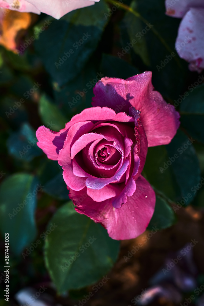 Beautiful rose with pink petals, surrounded by green leaves, in a garden Beautiful rose with pink petals, surrounded by green leaves, in a garden
